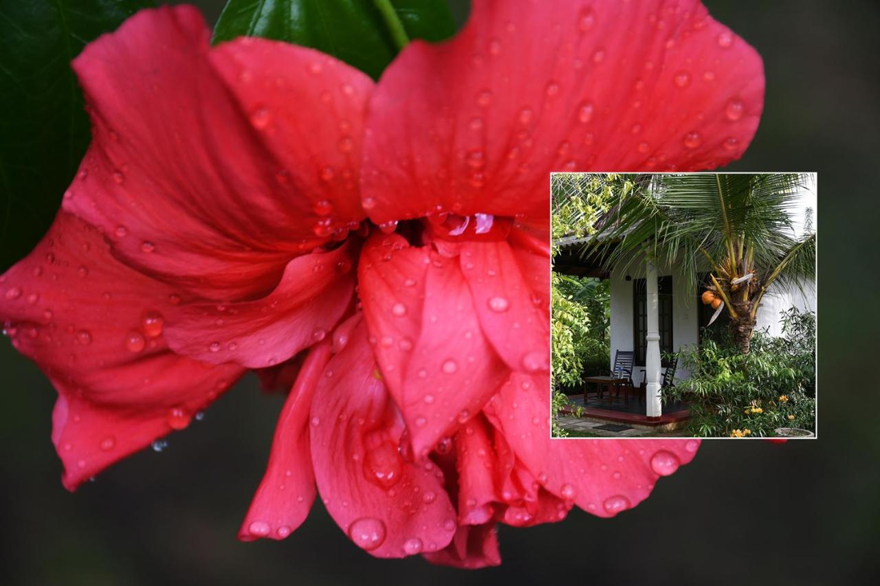 Bay Hill Guest House Tangalle Eksteriør billede